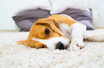 dog on carpet