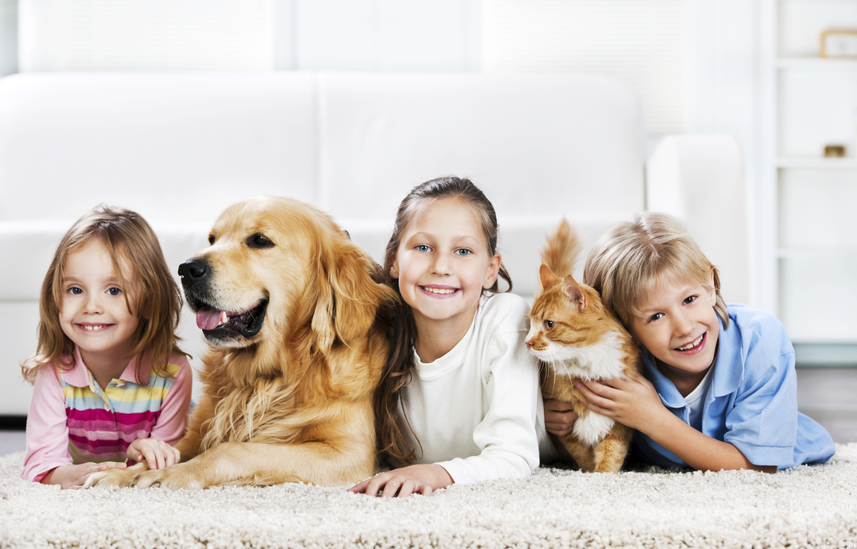 dog on carpet